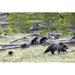 Sow Grizzly Bear Ursus Arctos Horribilis Leads & Guides Her Four Cubs Extremely Rare Through Yellowstone National Park - Wyoming - United States of America Poster Print - 38 x 24 - Large