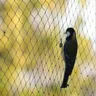 10/15/25/35M Extra Anti rete per uccelli Yard Garden rete in Nylon rete per parassiti rete per