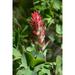 Giant red Indian paintbrush-Lakeshore Trail-Colter Bay-Grand Tetons National Park-Wyoming-USA Poster Print - Roddy Scheer (16 x 24)