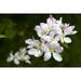 European Crab Apple Malus sylvestris blossom in spring in a woodland in the southwest of England. Poster Print by Loop Images Ltd. (20 x 13)