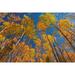 Canada- Manitoba- Duck Mountain Provincial Park. Yellow aspen trees leaves in autumn. Poster Print - Gallery Jaynes (36 x 24)