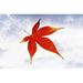 Red Maple Leaf against White Background Poster Print by - 36 x 24