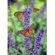 Butterfly on Lavender - 1500 Piece Wooden Jigsaw Puzzle - Floor Entertainment Puzzle for Adults and Teens