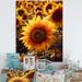 Gracie Oaks Sunflower Golden At Sunset III - Floral Wall Art Prints Metal | 40 H x 30 W x 1.5 D in | Wayfair 3EA8EE9998FE46798A63C86F8FC9B45E