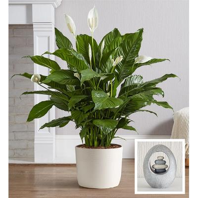 1-800-Flowers Plant Delivery Calming Peace Lily Plant Floor Plant W/ Keepsake