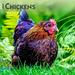 BrownTrout Chickens 2024 Wall Calendar