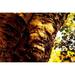 Old Tree Log Tree Fantasy Tree Face Nature Tribe - Laminated Poster Print -12 Inch by 18 Inch with Bright Colors and Vivid Imagery