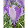 Boston Seeds Yalta Specie Crocus Bulbs (40 Bulbs)