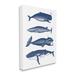 Stupell Industries Various Whales Types Sea Life Detailed Illustrations by Lettered & Lined - Floater Frame Graphic Art on Canvas | Wayfair