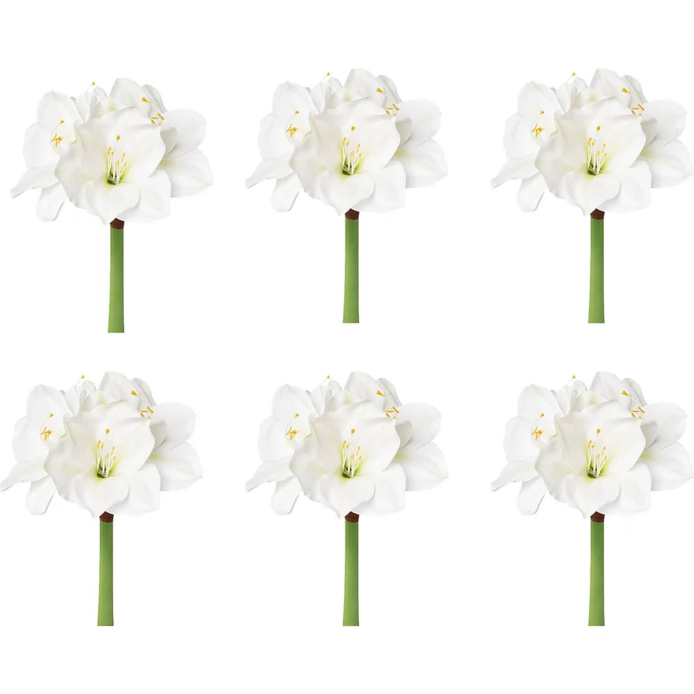 Amaryllis, blanche - kaiserkraft