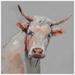 Marmont Hill Inc. Life Is Better With Cows Floater Framed Painting Print on Canvas 12 x 12