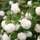 Viburnum opulus Compactum - Snowball Bush, Plant in 9cm Pot