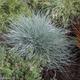 Festuca glauca Blue Select - Blue Fescue, Plant in 12cm Pot