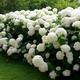 Hydrangea arborescens Annabelle - Hydrangea plant in 2L pot