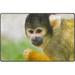 GZHJMY Lightweight Soft Area Rugs 60 x 39 inch (5 x 3 3 ) Squirrel Monkey Floor Mat for Kids Playing Room Hardwood Floor Living Room Nursery Rugs