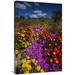Global Gallery 20 x 30 in. Dewflowers & Other Blooms Little Karoo South Africa Art Print - Tui De Roy
