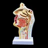 Anatomico umano Cavità Nasale Gola Anatomia Modello Medico di 4.7 × 4.7 × 9.5 pollici