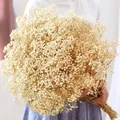 Getrocknete Blumen Babys Atem Bouquet Elfenbein Weiß Natürliche Gypsophila Zweige für Home Decor