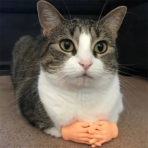 Mini Hände Modell Tiny Hände Katze Massage Werkzeug Lustige Silikon Handschuhe Finger Handschuhe