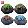 Bandai Original Premium Gashapon Tier Frosch Hylachinensis Voraus Action figur Spielzeug für Kinder