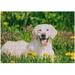 1000 PCS Jigsaw Puzzles 29.5 x 19.7 Artwork Gift for Adults Teens Happy Labrador Retriever Sitting in Dandelions Field Wooden Puzzle Games