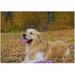 Coolnut Wooden Jigsaw Puzzles 300 Pieces 10.6 x 15.5 Golden Retriever in Autumn Park Educational Intellectual Puzzle Games for Adults Kids