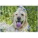 1000 PCS Jigsaw Puzzles 29.5 x 19.7 Artwork Gift for Adults Teens Golden Retriever in The Field of Flowers Wooden Puzzle Games