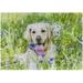 Coolnut Wooden Jigsaw Puzzles 1000 Pieces Cute Golden Retriever in The Field of Flowers Educational Intellectual Puzzle Games for Adults Kids 29.5 x 19.7