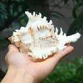 10-12cm naturale grande conchiglia Kirin lumaca migliaia di regali mano casa acquario decorazione