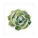 Bungalow Rose Succulent Cameo III by June Erica Vess - Unframed Print on Canvas in Gray/Green/White | 18 H x 18 W x 2 D in | Wayfair