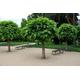 Catalpa Bignonioides Tree (Indian Bean Tree) 25 Seeds