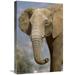 Global Gallery 16 x 24 in. African Elephant Portrait Native to Africa Art Print - San Diego Zoo