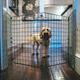 Freestanding Dog Barrier - 5 Panels 1m High Room/Hallway Dog Fence Divider, Folding Dog Gate, Dog Fence for Indoors, Puppy Gate, Free Standing Dog Barrier, Adjustable Dog Stopper & Secure Pet Gate