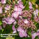 Spiraea betulifolia 'Pink Sparkler'