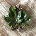 Anthropologie Jewelry | Anthropologie Vintage Leaf Pin Green Maple Enamel & Bronze Gold Brooch | Color: Green/Yellow | Size: Os