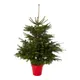 150-175Cm Nordmann Fir Pyramid Pot Grown Christmas Tree