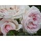 Rosa 'Chloe' Potted Rose - Lovely Light Pink Blooms - Renaissance Rose