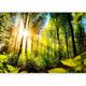 murando Photo Wallpaper Landscape 350x256 cm Non-Woven Premium Art Print Fleece Wall Mural Decoration Poster Picture Design Modern Forest green b-B-0248-a-a