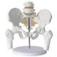Scientific Research Human Skeleton Model Two Lumbar Vertebrae with Pelvis with Half Leg Bone Model Pelvis Model Human Skeleton/Human Organ Model for Medical Demonstration