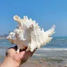 Conchiglia grande naturale Kirin Snail migliaia di lumaca corallo conchiglia di mare naturale lumaca