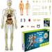 Dadiy 3D Human Body Torso Model for Kid Anatomy Model Skeleton Scientific Anatomical Human Skelton Model with Removable Parts DIY Skeleton Toy Children Early Learning Toys