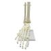 Trjgtas 1:1 Human Skeleton Foot Anatomy Model Foot and Ankle with Anatomical Model Anatomy Teaching Resources