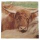 Premium Highland Cow Napkins - Brand New & 3-Ply ( Pack of 20 )