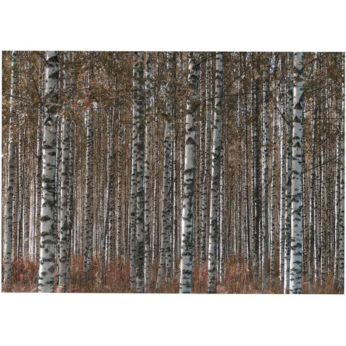 „Leinwandbild ART FOR THE HOME „“Outdoor Birkenwald 50x70cm““ Bilder Gr. B/H/T: 70 cm x 50 cm x 2,3 cm, Leinwandbild, 1 St., braun Leinwandbilder“