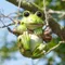 Statue d'animal de jardin artisanale de grenouille en résine oscillante, 1 pièce, ornement de jardin