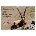 Steinwild in den Schweizer Voralpen (Wandkalender 2024 DIN A3 quer), CALVENDO Monatskalender - Calvendo