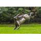 Hand Crafted Metal Springing Hare (AC-HRE1) Outdoor Garden Sculptures. Hares