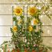 Glitzhome 48"H Metal Sunflowers Garden Trellis Plant Climbing Stakes