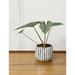 Admired By Nature 4 Ceramic Flower Planter Ceramic Pot Planter Indoor Ceramic Bowl Houseplant Ceramic Pot Decorative Planter For Indoor Plant Succulent Plant Home DÃ©cor lightweight White