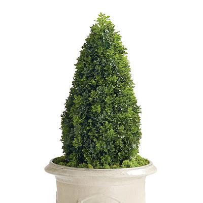 Outdoor Boxwood Pear Topiary - 32" - Frontgate